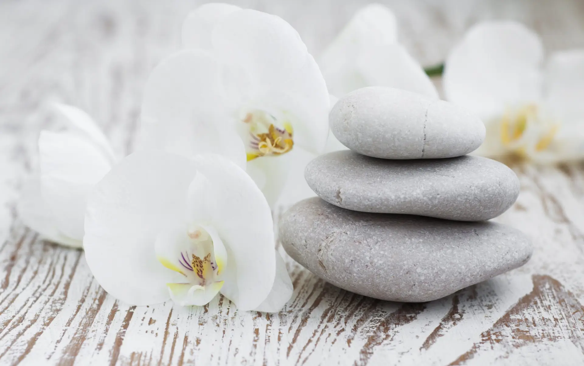 Orchideeën spa. Spa-omgeving met spastenen en witte orchideeën.