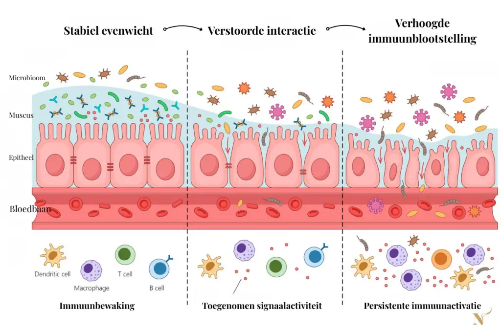 Schema dat toont hoe microbiota via de mucuslaag de interactie met het darmepitheel en immuunsysteem beïnvloeden