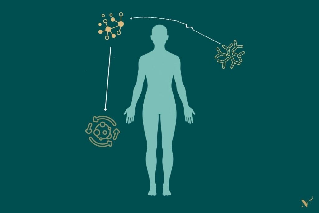 Menselijk silhouet met verbonden systemen zoals microbioom, hormonale signalen en metabolisme met lichte verstoring