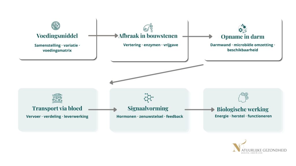 Schema dat toont hoe voeding wordt afgebroken tot bouwstenen, opgenomen in de darm en pas daarna biologische werking krijgt.