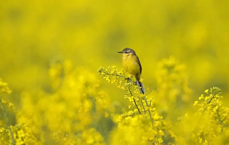 Bloeiveld met koolzaad – natuurlijke bron van nectar en olie
