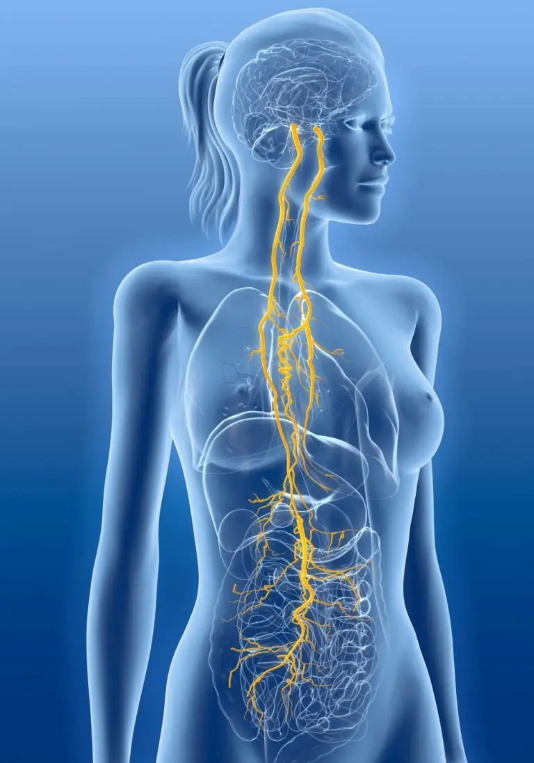 Gezondheid als ecosysteem – hoe organen, darmen en hersenen samenwerken