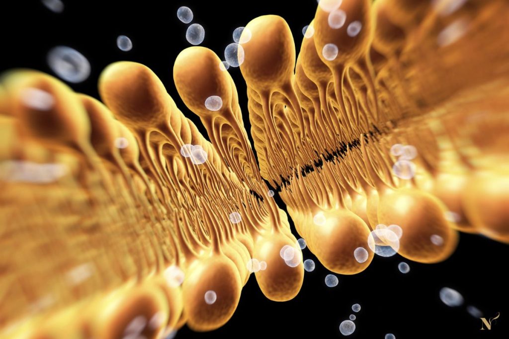 fosfolipide dubbellaag van het celmembraan