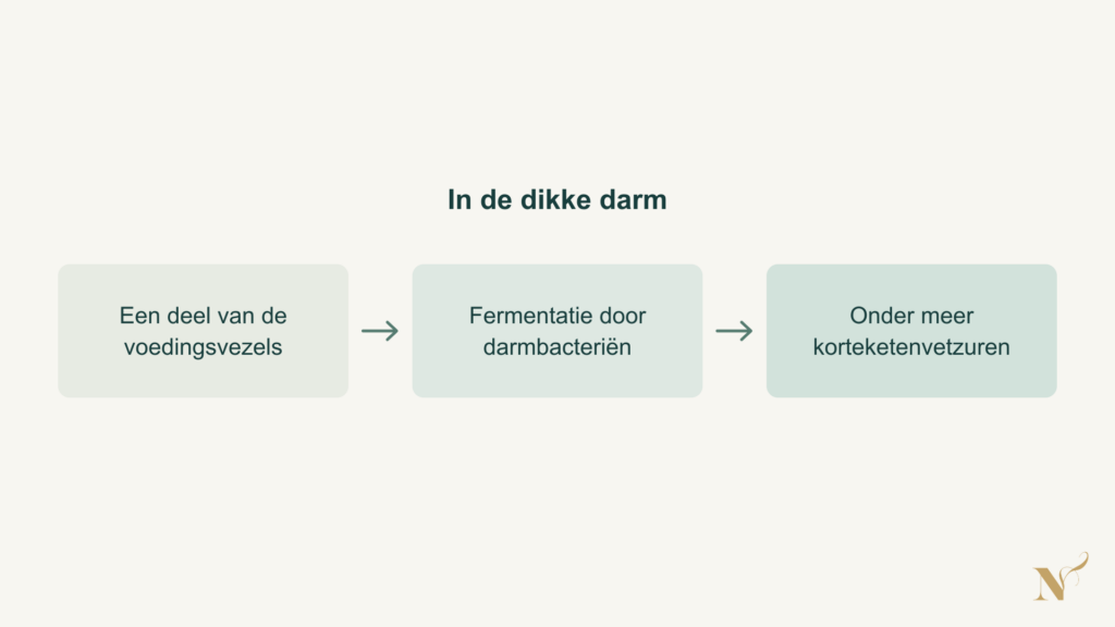 Schema waarin darmbacteriën in de dikke darm een deel van de voedingsvezels fermenteren, waarbij korteketenvetzuren ontstaan.