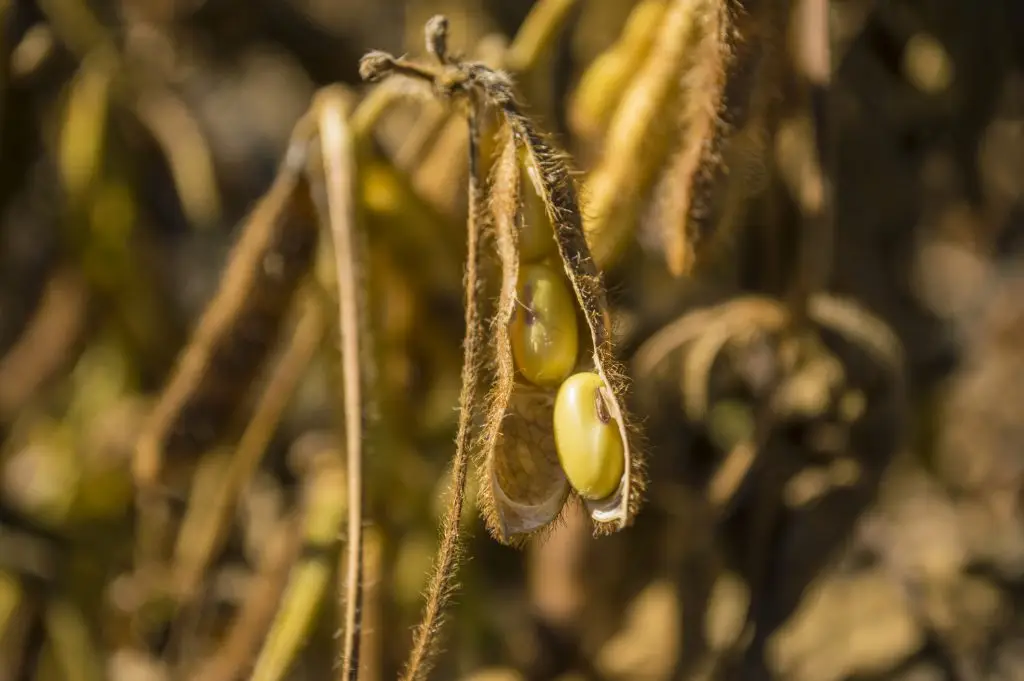 “Vergelijking van complete plantaardige eiwitten in leucine, chiazaad, boekweit, soja en hennep”
