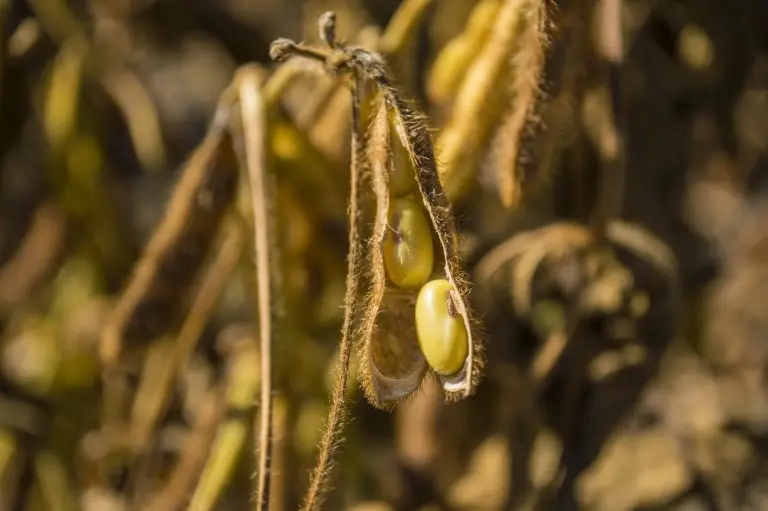 “Vergelijking van complete plantaardige eiwitten in leucine, chiazaad, boekweit, soja en hennep”