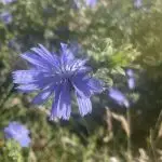 Bloeiende chicoreiplant met helderblauwe bloemen langs een veldweg – rijk aan inuline en bitterstoffen, bevorderend voor de spijsvertering