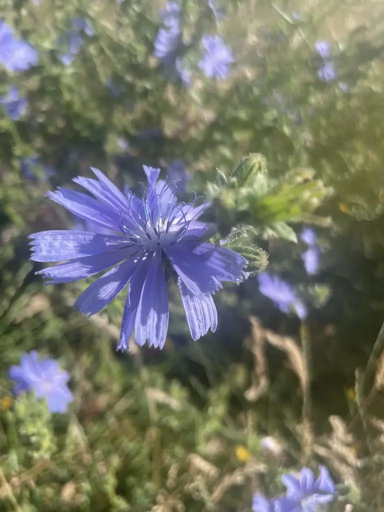 Bloeiende chicoreiplant met helderblauwe bloemen langs een veldweg – rijk aan inuline en bitterstoffen, bevorderend voor de spijsvertering