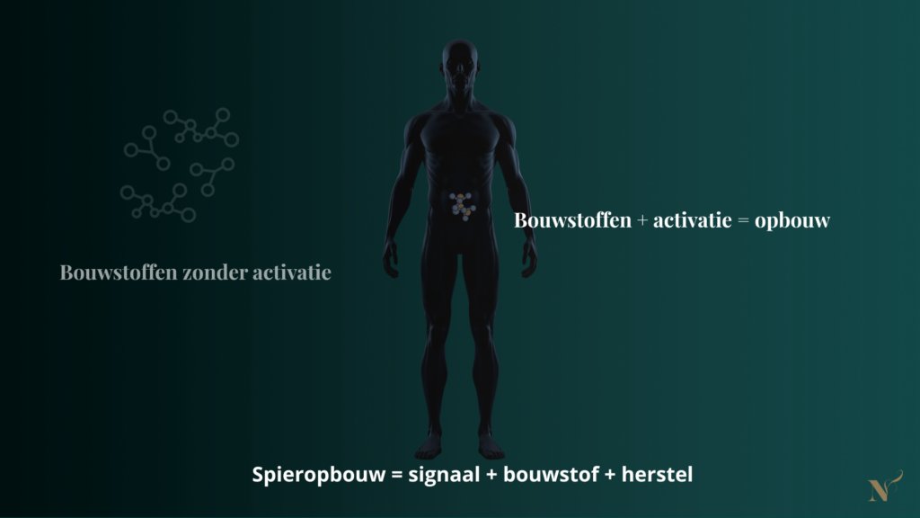 Spieropbouw ontstaat wanneer eiwitten en spieractivatie samenkomen en herstel mogelijk wordt