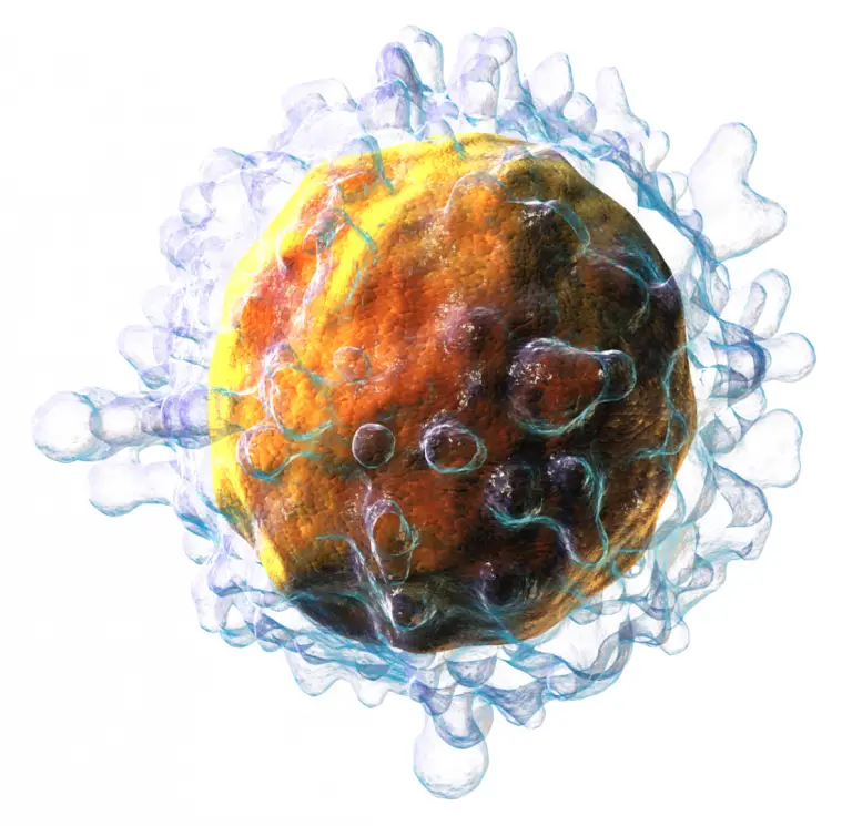 T-cel onder microscoop – voorbeeld van immuuncel die eiwitten nodig heeft om infecties te bestrijden