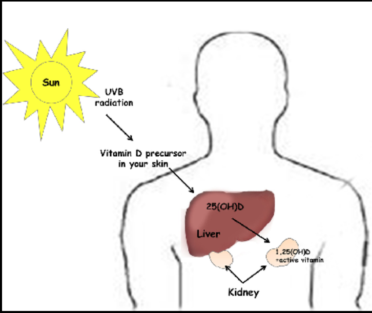 Schema van de aanmaak en omzetting van vitamine D via zonlicht, huid, lever en nieren.