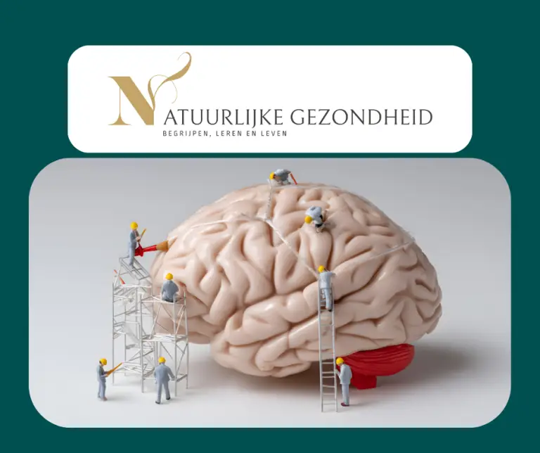 Glymfatisch systeem Alzheimerpreventie en de afvalophaaldienst in je hersenen