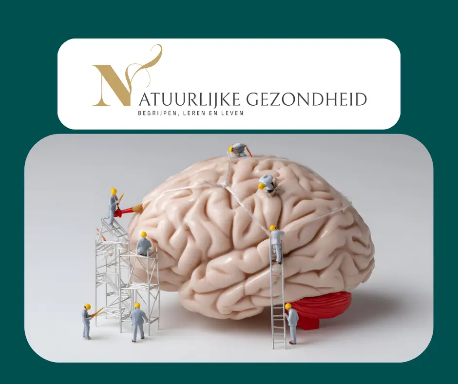 Glymfatisch systeem Alzheimerpreventie en de afvalophaaldienst in je hersenen
