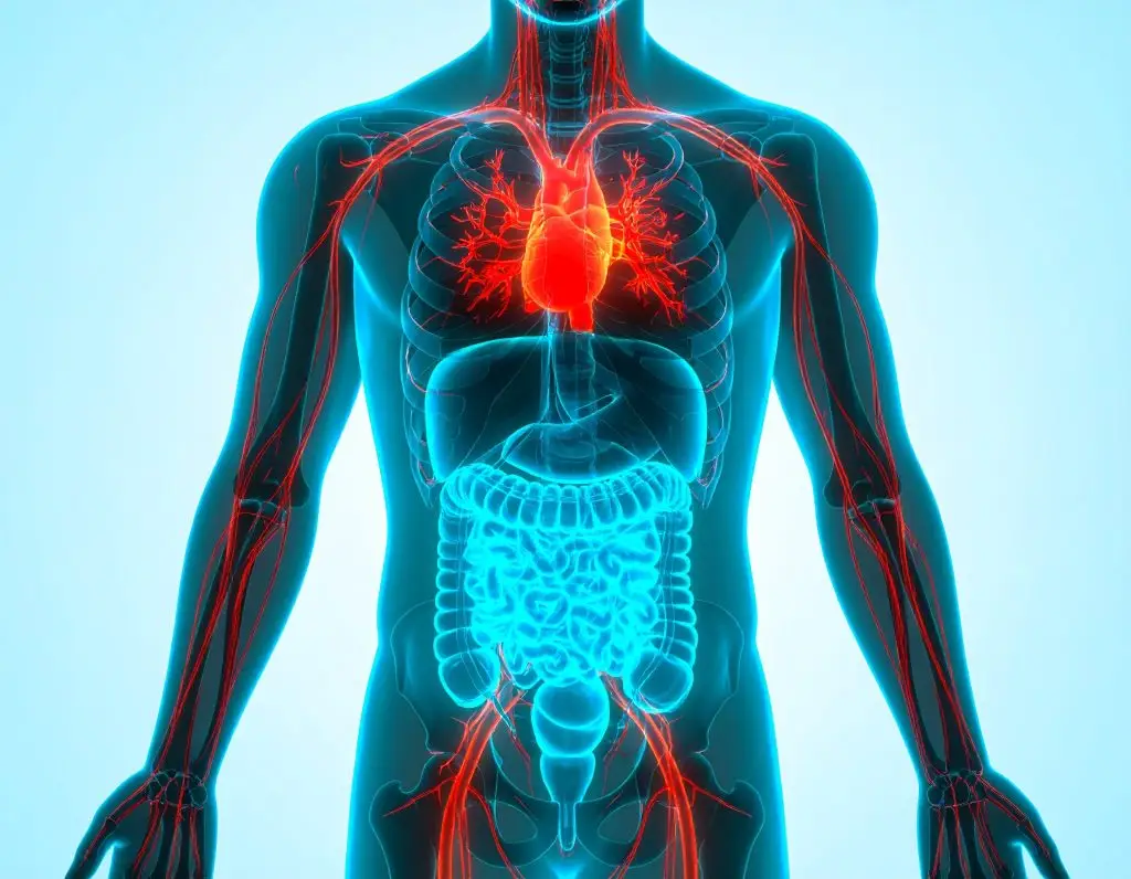 Anatomische visualisatie van bloedvaten, hart en spijsverteringsstelsel als samenwerkende lichaamssystemen