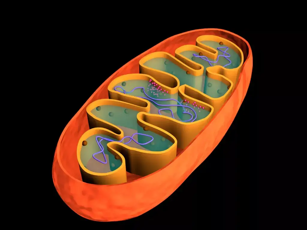 Schematische doorsnede van een mitochondrion met cristae-structuren en mitochondriaal DNA