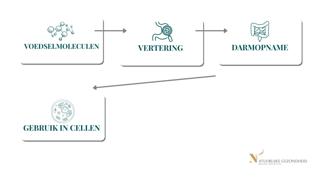 Van voedselmoleculen via vertering en darmopname naar gebruik in cellen