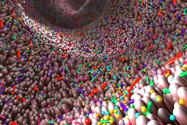 Je darmen zijn geen yoghurtpot: waarom bacteriën alleen niet volstaan