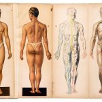 Anatomische atlas die meerdere samenwerkende lichaamssystemen in één menselijk lichaam toont