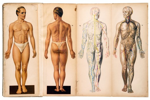 Je lichaam is geen optelsom van klachten: zeven systemen die gezondheid sturen