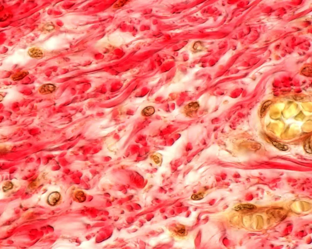 Microscopische structuur van collageenvezels in menselijk bindweefsel