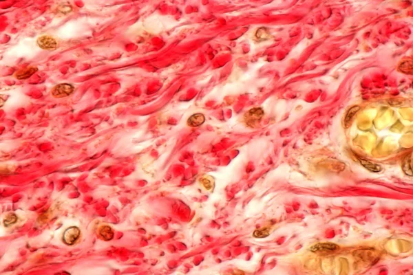 Collageen als supplement: waarom het meestal overschat wordt