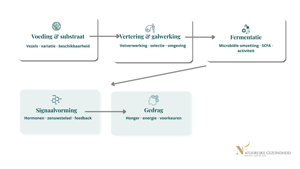 Schema van darmprocessen waarbij voeding via vertering en fermentatie leidt tot signaalvorming en gedrag