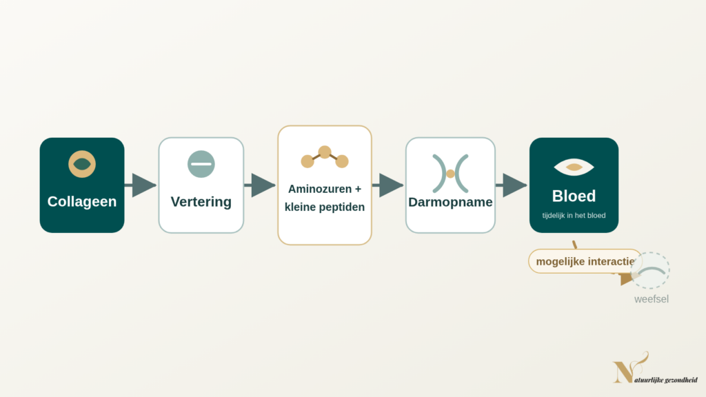 Schema van collageen dat via vertering uiteenvalt in aminozuren en kleine peptiden die via de darm tijdelijk in het bloed kunnen verschijnen.