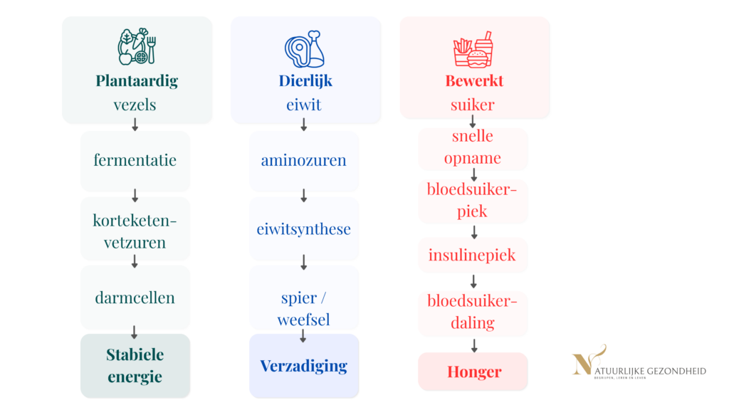 Schema van plantaardige, dierlijke en bewerkte voeding die via verschillende processen leiden tot energie, verzadiging of honger