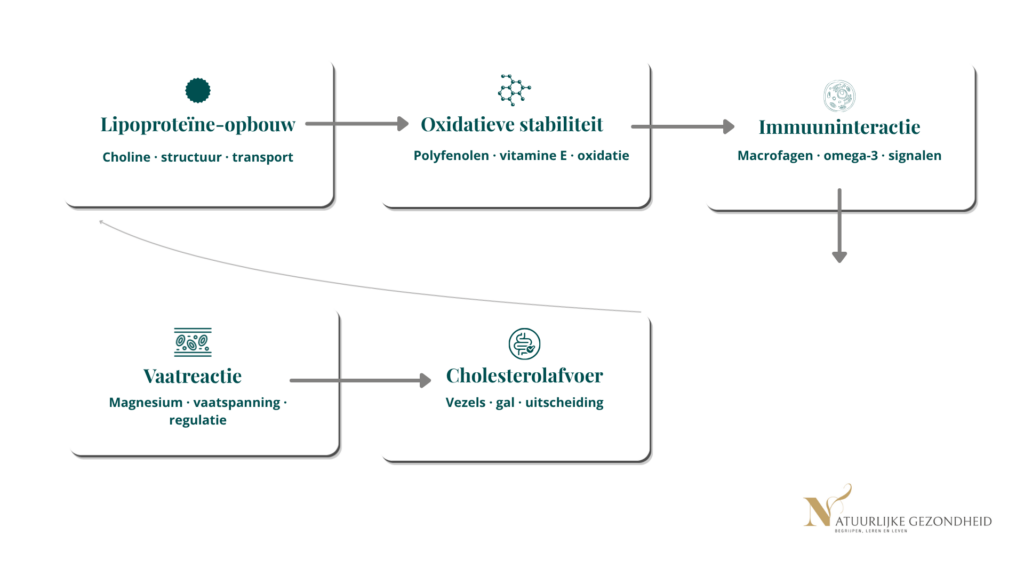 Schema vettransport processen met invloed van voeding op lipoproteïnen, oxidatie en cholesterolafvoer