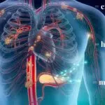 Menselijk lichaam met interne systemen die herstelprocessen tijdens slaap weergeven