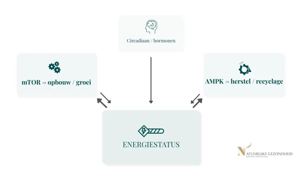 Schema dat toont hoe energiestatus bepaalt of cellen opbouwen via mTOR of herstellen via AMPK