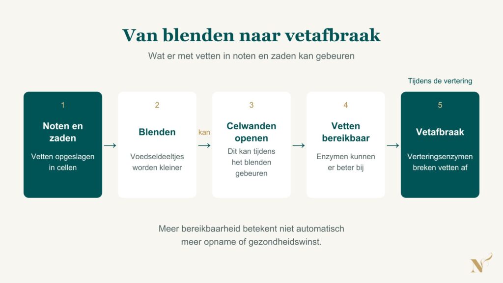 Schema waarin blenden celwanden van noten en zaden kan openen, waardoor vetten beter bereikbaar worden voor verteringsenzymen.